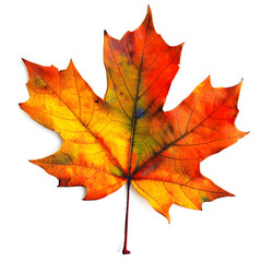 Fototapeta premium Colorful autumn maple leaf cut out