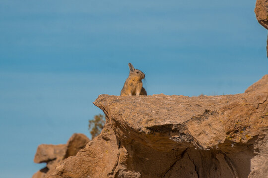 Viscacha relaxing at Laguna Negra canyon in Bolivia, returning from Uyuni 3D2N tour.