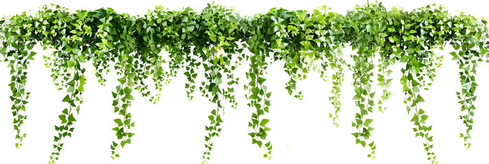 Green succulent leaves hanging vines ivy bush climbing epiphytic plant (Dischidia sp.) after rain in tropical rainforest garden isolated on white background, nature backdrop with clipping path.