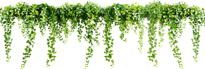 Green succulent leaves hanging vines ivy bush climbing epiphytic plant (Dischidia sp.) after rain in tropical rainforest garden isolated on white background, nature backdrop with clipping path.