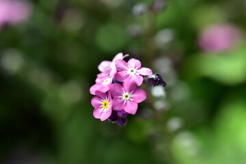 Nahaufnahme von rosa Vergissmeinnichtblüten