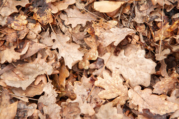Autumn leaves, top view. Background from fallen oak foliage for publication, screensaver, wallpaper, postcard, poster, banner, cover, website. High-quality photo
