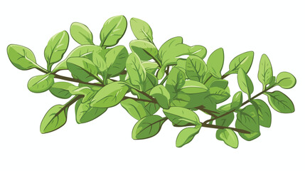 Fototapeta na wymiar Marjoram or oregano leaf for cosmetic and culinary