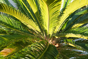 Background from green palm tree, close-up. One palm grow for publication, poster, screensaver, wallpaper, postcard, banner, cover, post. High quality photo