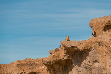 Viscacha relaxing at Laguna Negra canyon in Bolivia, returning from Uyuni 3D2N tour.