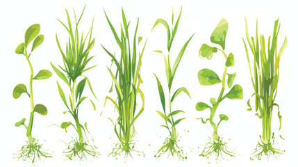 Microgreen. Barley grass seedlings vector illustrat