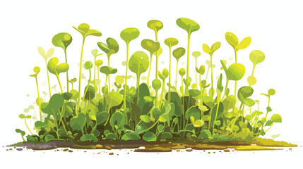 Microgreen. Barley grass seedlings vector illustrat