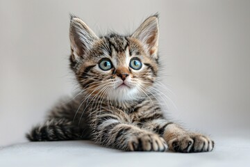 Kitten with Blue Eyes Looking Up, Portrait Style