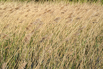 Dried flowers pampas grass waving in the wind and in the sun