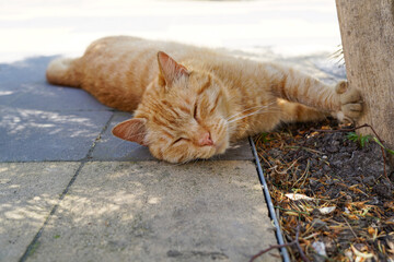 A homeless cute orange cat sleeping under the tree in the street