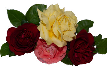Roses du jardin