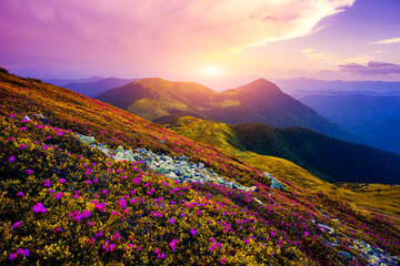 summer blooming pink rhododendrons   flowers on background mountains, scenic summer landscape, Marmarosy range, Petros mount on horizon, Carpathians, Ukraine, Europe