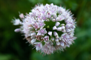 Onion inflorescence on a blurred green background, top view. Composition from blooming onion for publication, poster, calendar, post, screensaver, wallpaper, postcard, banner, cover, website