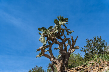 Kaktus in Barcelona, Spanien