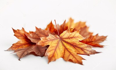 Autumn Leaves Bundle - A Vibrant Seasonal Collection