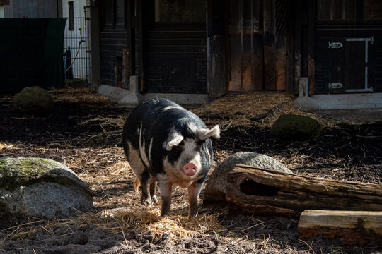 Schwein im Luisenpark Mannheim / pig