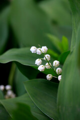 Obraz premium White lily-of-the valley on green background
