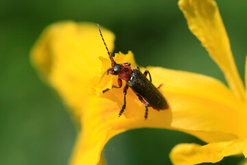 Fototapeta premium Portrait of cute spring bug 