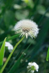 White dandelions on nature background