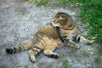 Obraz premium Portrait of cute domestic cat