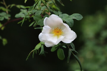 Rosa spinosissima, pimpinellifolia. White flowers of the rose.