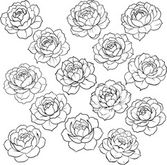 Peony black outline vector illustration.