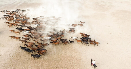 Obraz premium A herd of horses is running across a sandy field. aerial view of a herd of horses