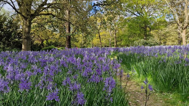 Flower field kew