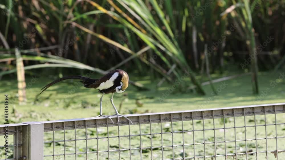 Canvas Prints pheasant-tailed jacana (hydrophasianus chirurgus) in japan