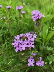 Dakota Mock Vervain purple flower
