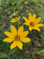 Texas yellow wildflower Silphium compositum