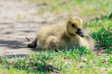 Canada Goose Gosling at Andrew Hayden Park in Ottawa, Ontario Canada