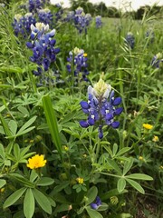 Blooming Texas bluebonnets in a field