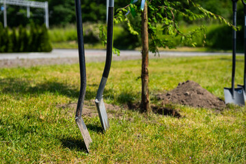 Fototapeta premium planting a tree with shovels - corporate event redwood seedling in Poland - ESG policy