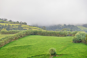 Foggy green landscape of Sao Miguel Island, Portugal