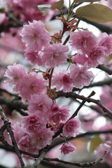 pink cherry blossom