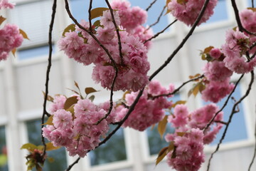 Obraz premium pink cherry blossom