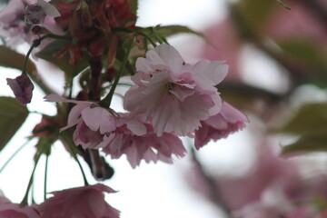 pink cherry blossom