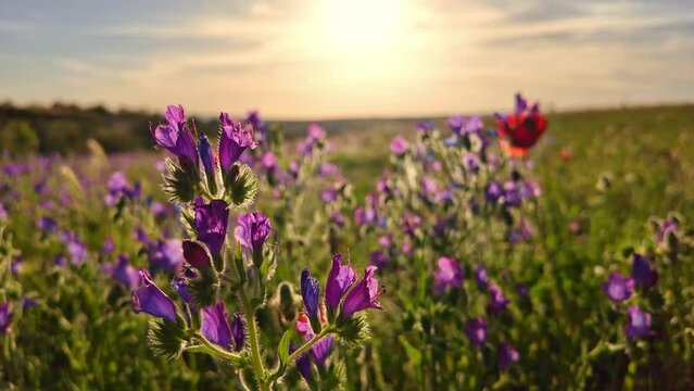 purple spring wildflowers in a field at sunset with the sun in the background half covered by clouds in slow motion