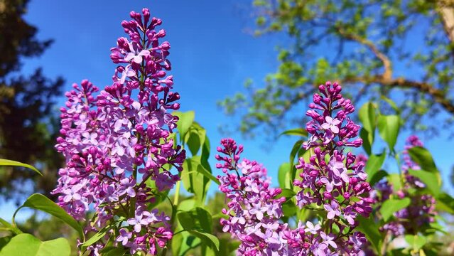 bouquets of lilacs with the blue sky in the background swayed by the soft wind in slow motion