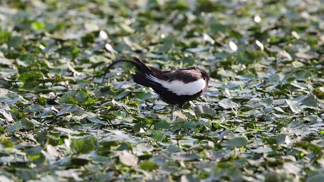 Pheasant-tailed jacana (Hydrophasianus chirurgus) in Japan