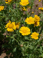 黄色い花を咲かせた春菊