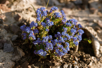 Beautiful forget me nots flowers in sunny garden. Homestead lifestyle. Blue spring flowers in urban...