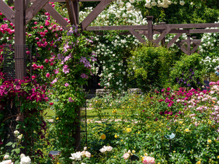色鮮やかな花が咲く薔薇園の風景