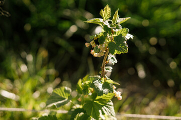 Currant bush branch with flowering buds close up in sunny spring garden. Homestead lifestyle