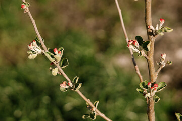Blooming apple tree branch close up in spring garden. Homestead lifestyle. Apple buds on branch in urban organic garden