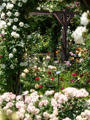 色鮮やかな花が咲く薔薇園の風景