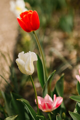 Beautiful tulips in sunny garden. Pink and red tulips spring flowers blooming in urban garden. Homestead lifestyle