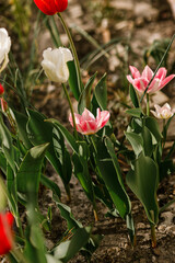 Beautiful tulips in sunny garden. Pink and red tulips spring flowers blooming in urban garden. Homestead lifestyle