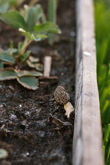 Morchella mushrooms growing in garden close up. True morels. Morchella esculenta. Fungi delicacy, delicious edible mushrooms
